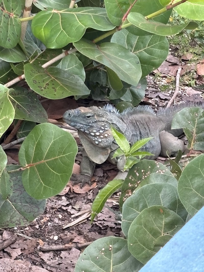 Blue Iguana Conservation