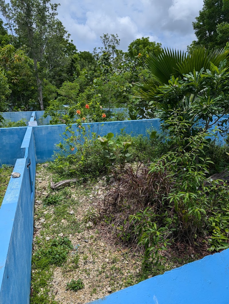 Blue Iguana Conservation