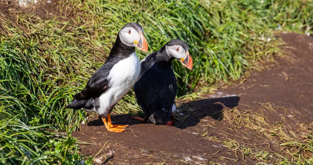 Borgarfjörður Eystri (Puffin Town)