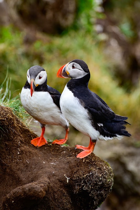 Borgarfjörður Eystri (Puffin Town)