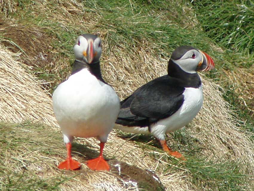 Borgarfjörður Eystri (Puffin Town)