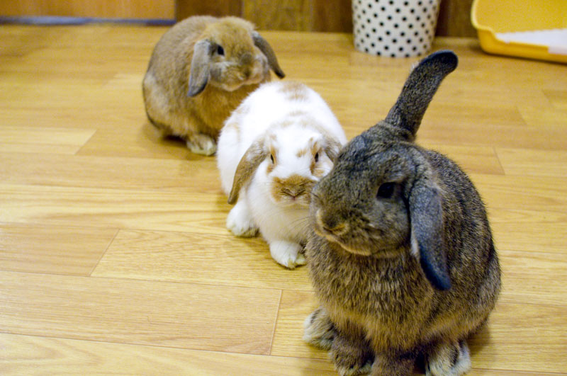 Bunny Cafe Moff Rell