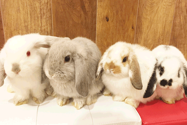 Bunny Cafe Moff Rell