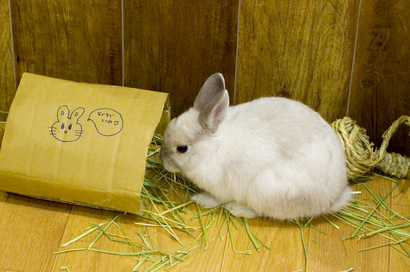 Bunny Cafe Moff Rell