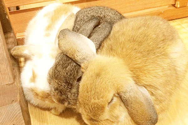 Bunny Cafe Moff Rell
