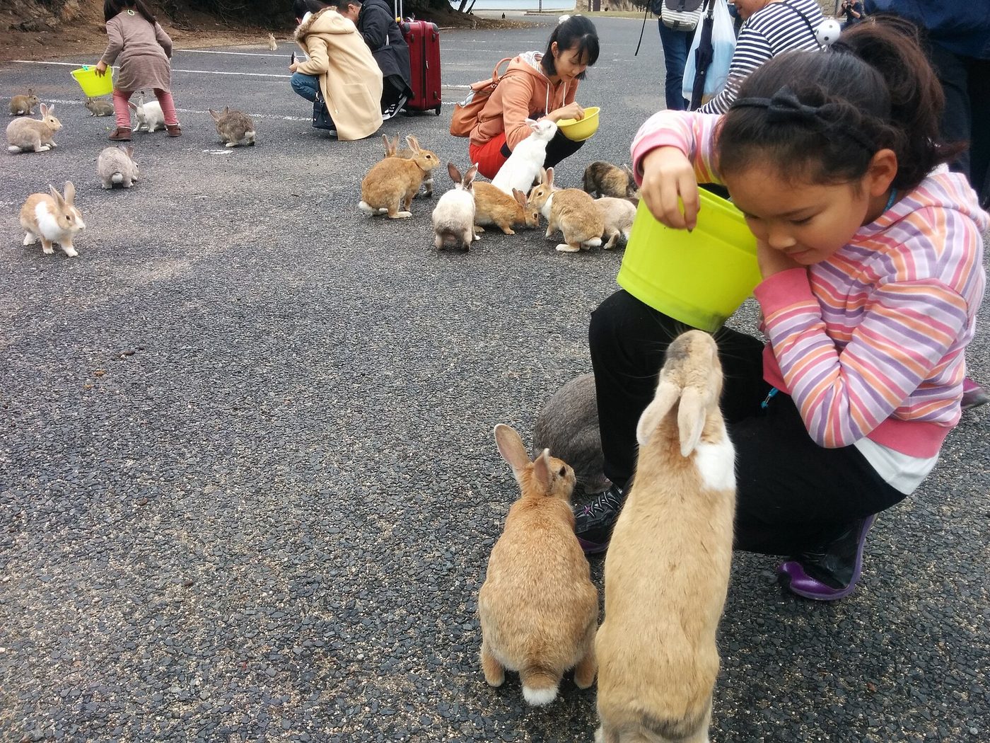 Bunny Island Okunoshima