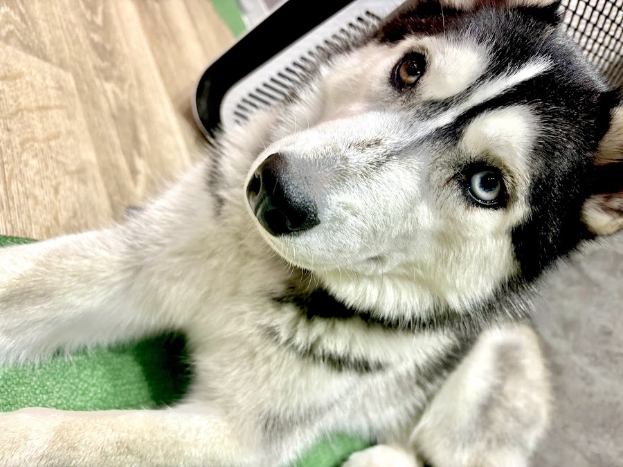 Cafe Husky