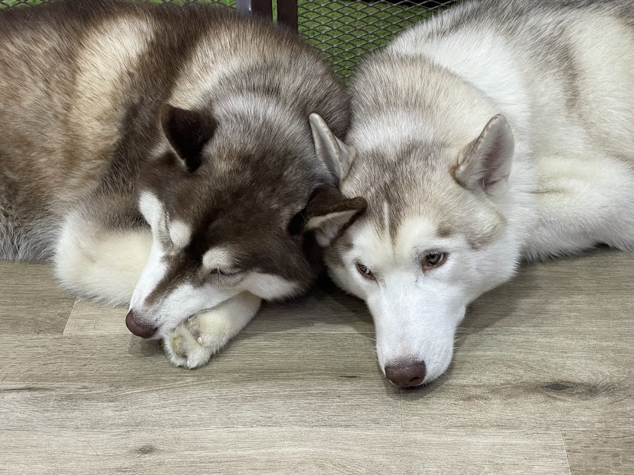Cafe Husky