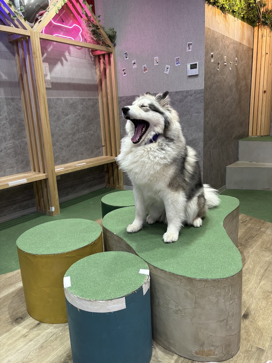 Cafe Husky