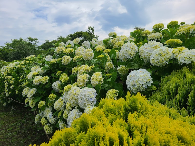 Camellia Hill