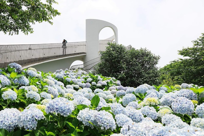 Camellia Hill