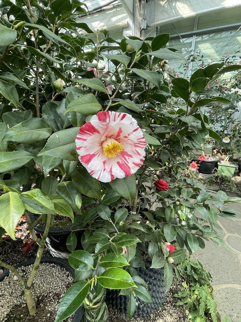 Camellia Hill
