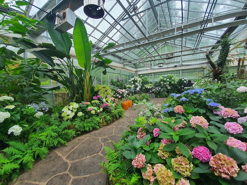 Camellia Hill