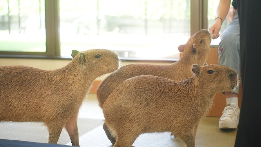 CAPPINESS. Capybara Cafe