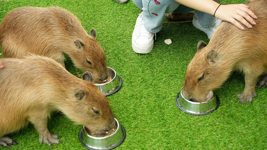 CAPPINESS. Capybara Cafe