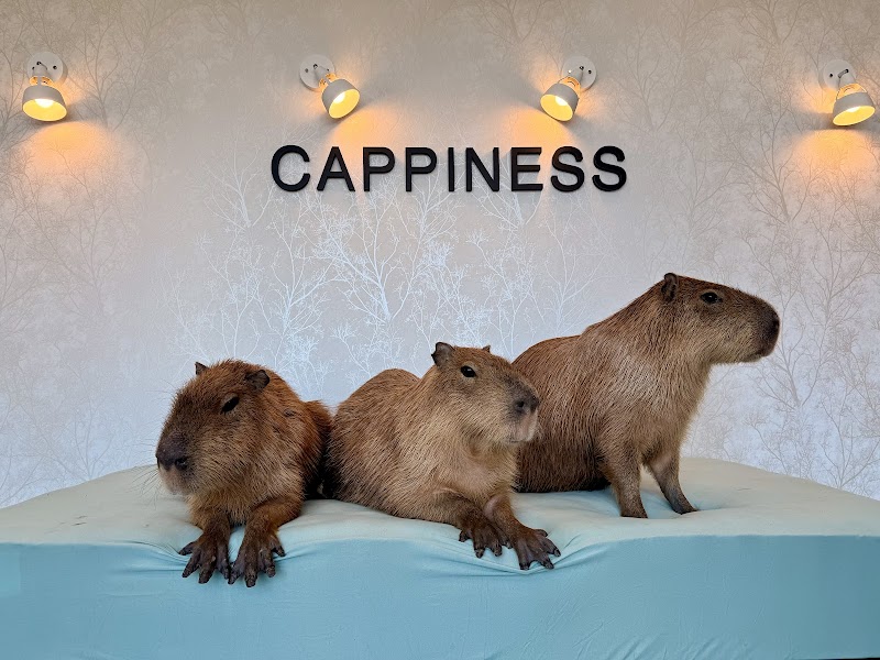 CAPPINESS. Capybara Cafe