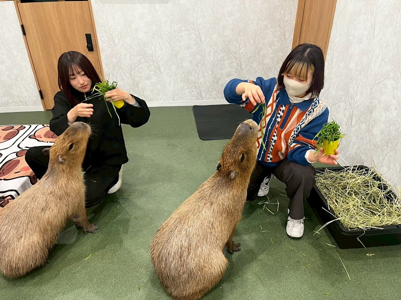 CAPPINESS. Capybara Cafe