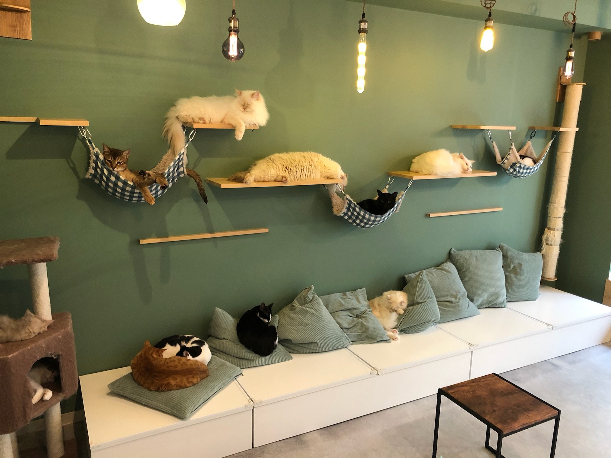Capyneko Cafe