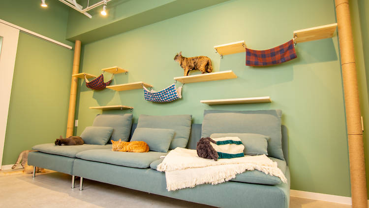 Capyneko Cafe