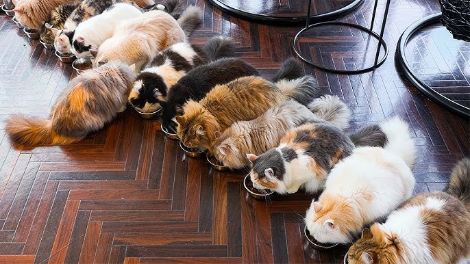 Cat Cafe Mocha