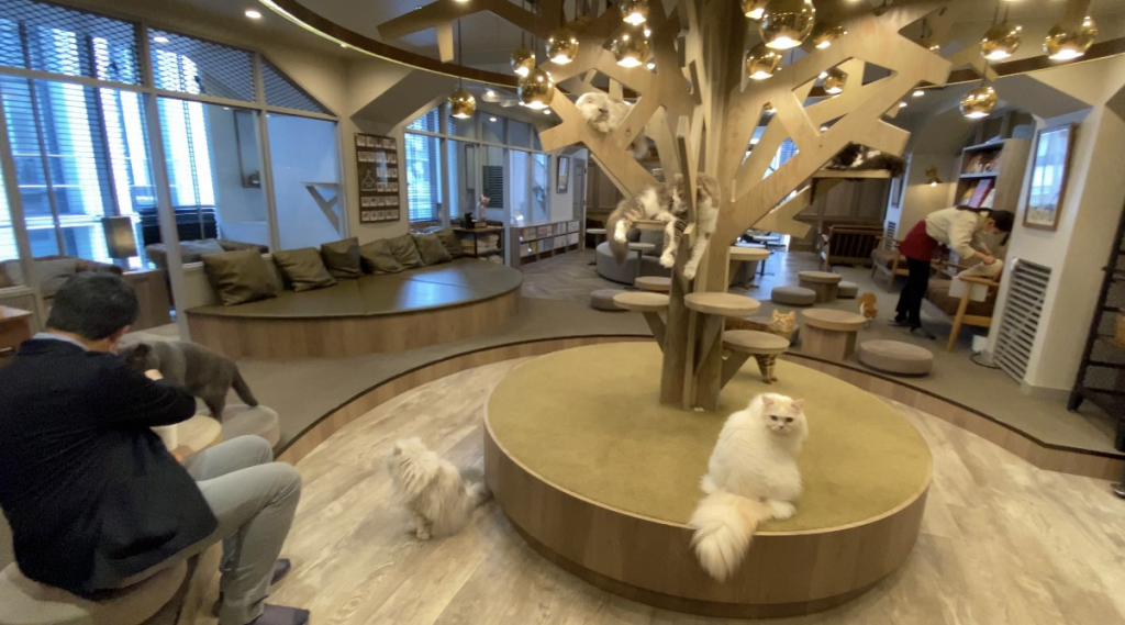 Cat Cafe Mocha