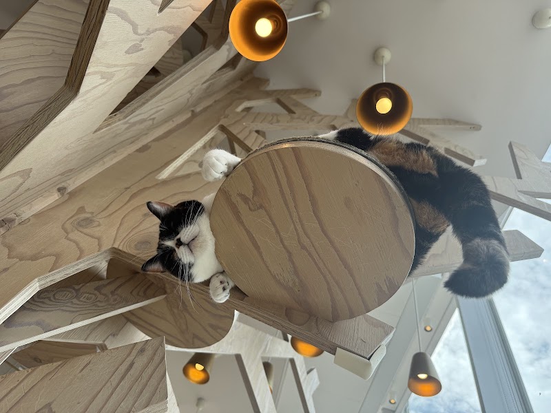 Cat Cafe Mocha