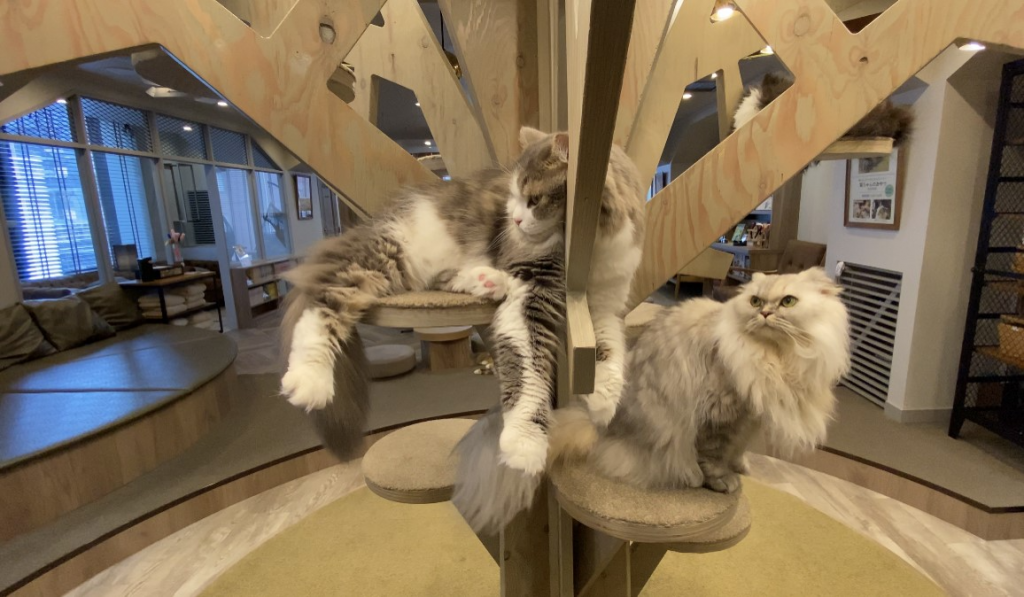 Cat Cafe Mocha