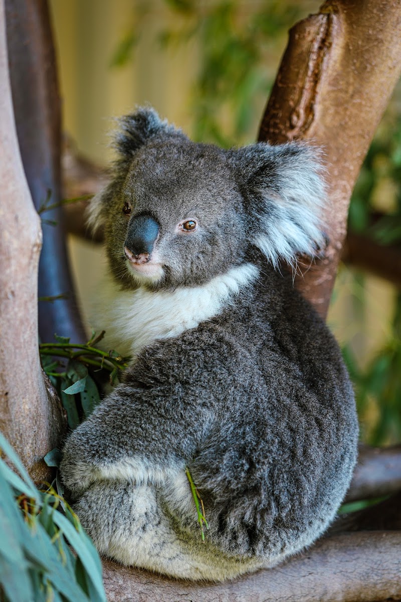 Caversham Wildlife Park
