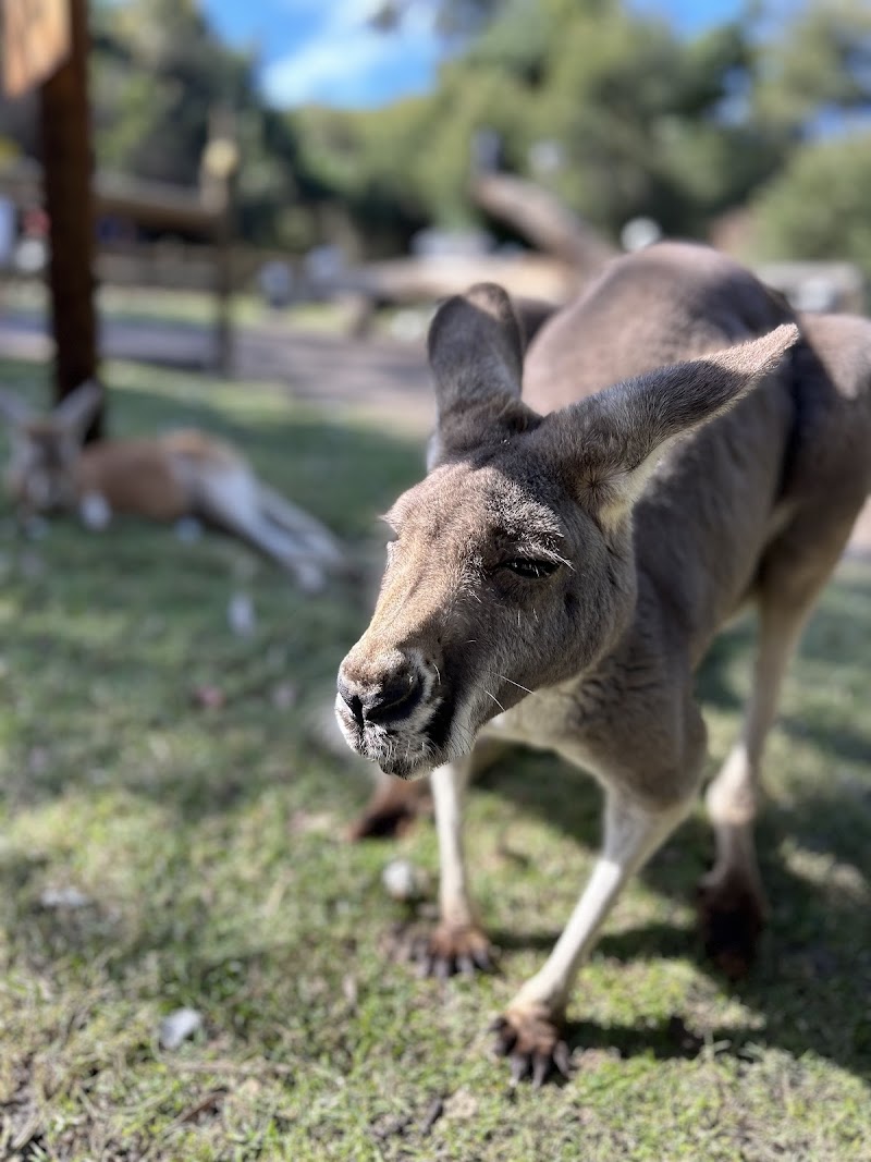 Caversham Wildlife Park