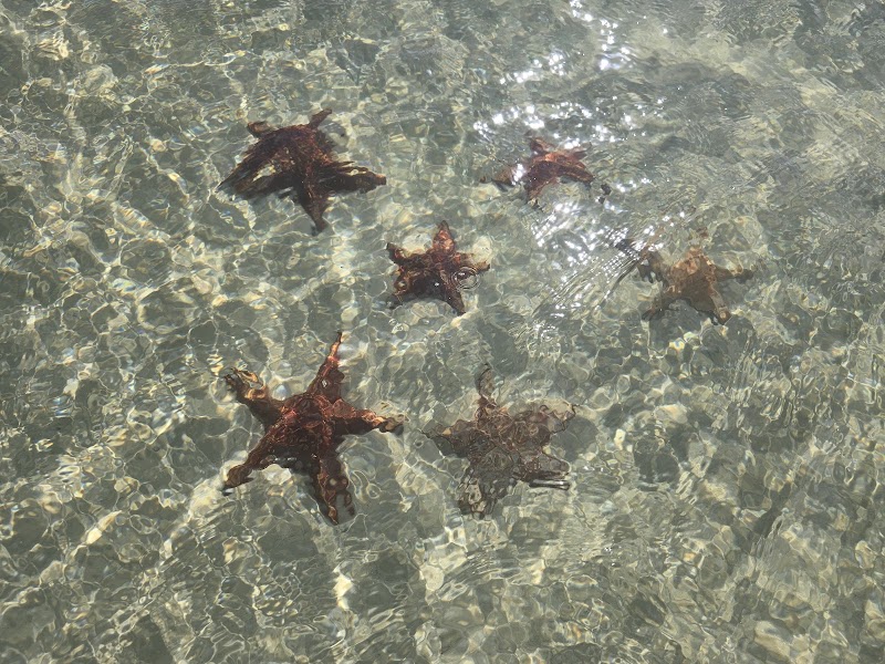Cayman Islands Food Tour