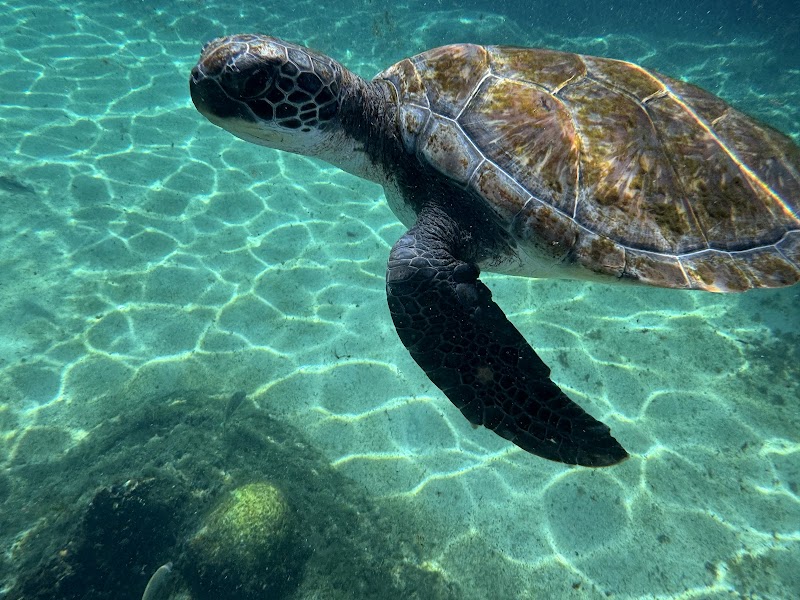 Cayman Turtle Centre