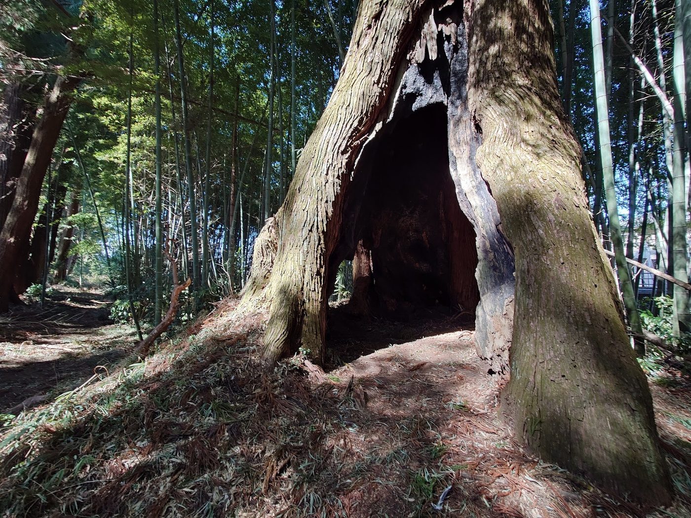 Cedar Avenue of Nikko