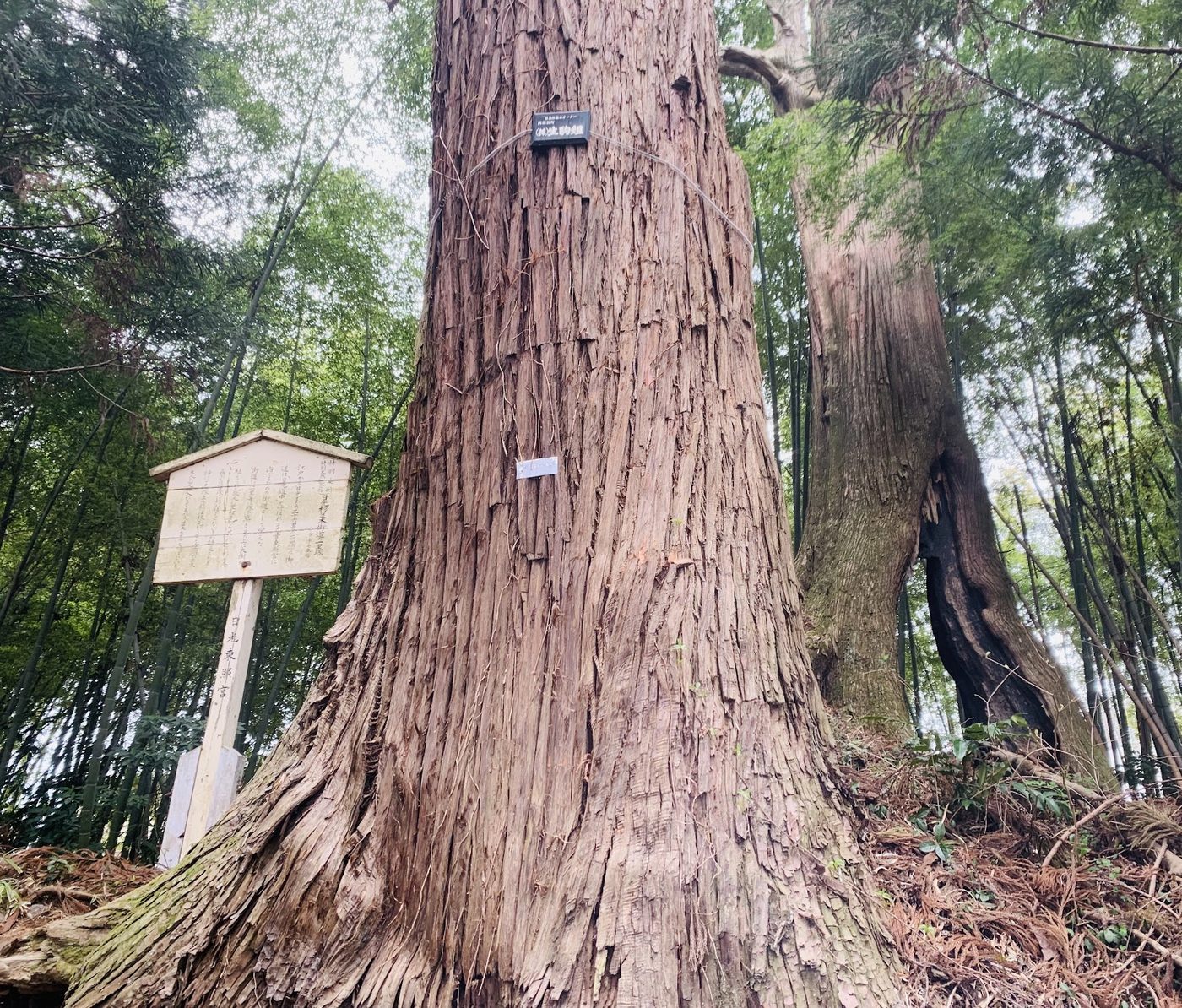 Cedar Avenue of Nikko