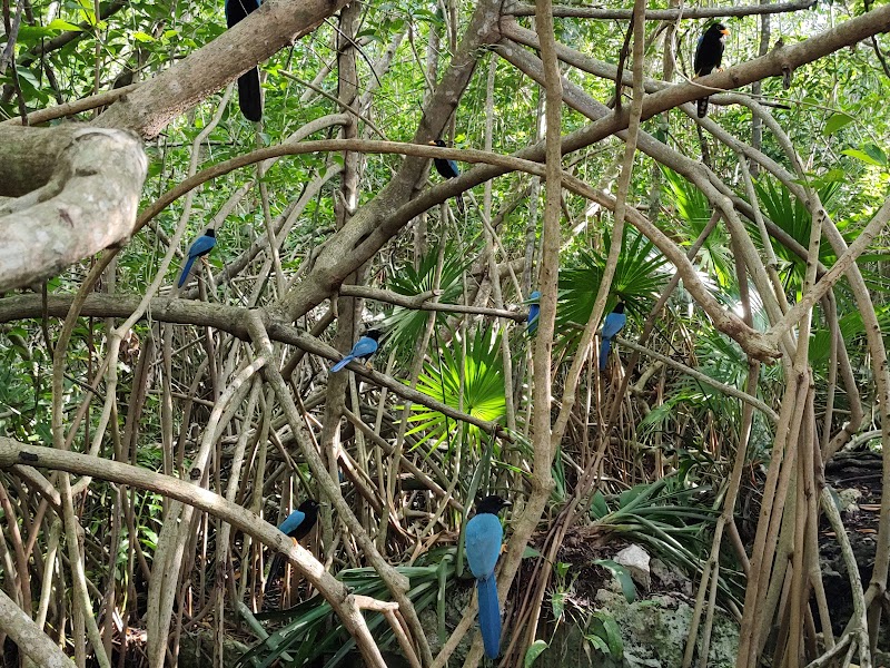 Cenote Cristalino
