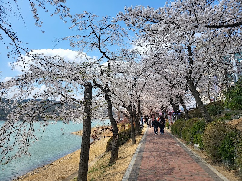 Cherry Blossom Roads