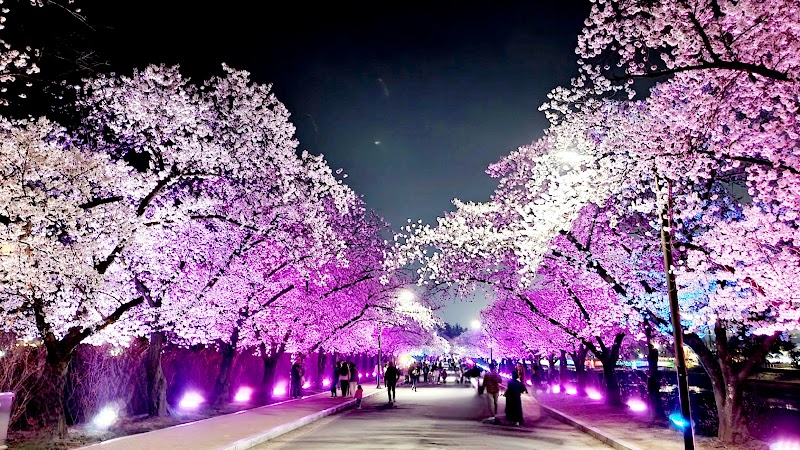 Cherry Blossom Roads