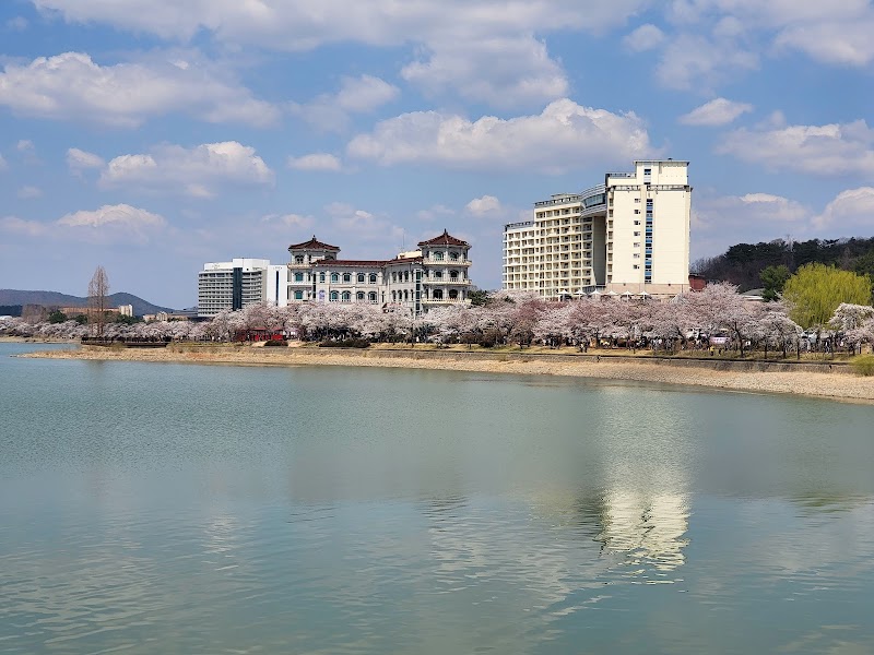 Cherry Blossom Roads