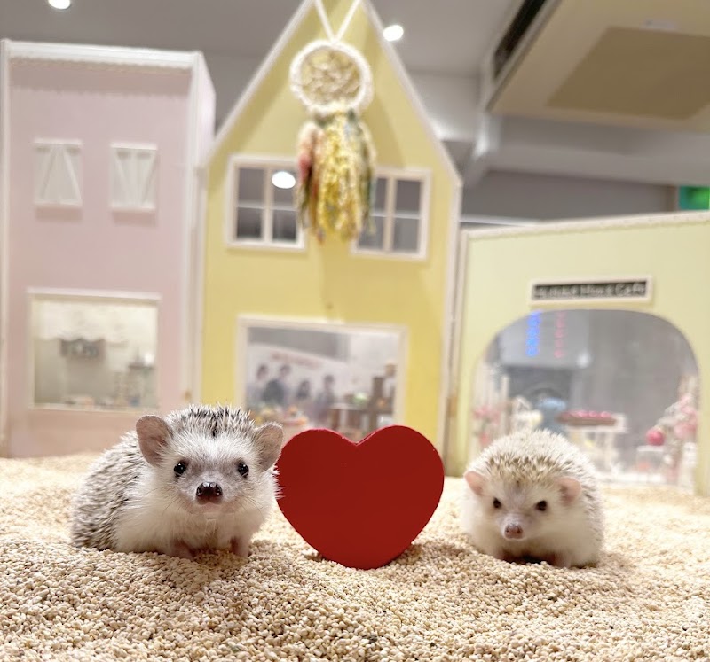 Chiku Chiku Hedgehog Cafe Shibuya