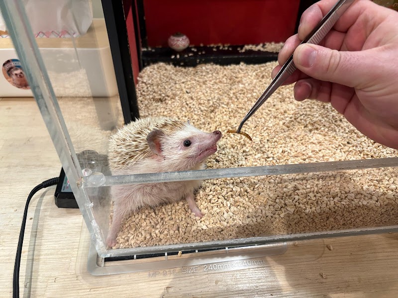 Chiku Chiku Hedgehog Cafe Shibuya