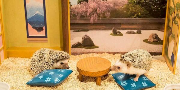 ChikuChiku Cafe. Hedgehog