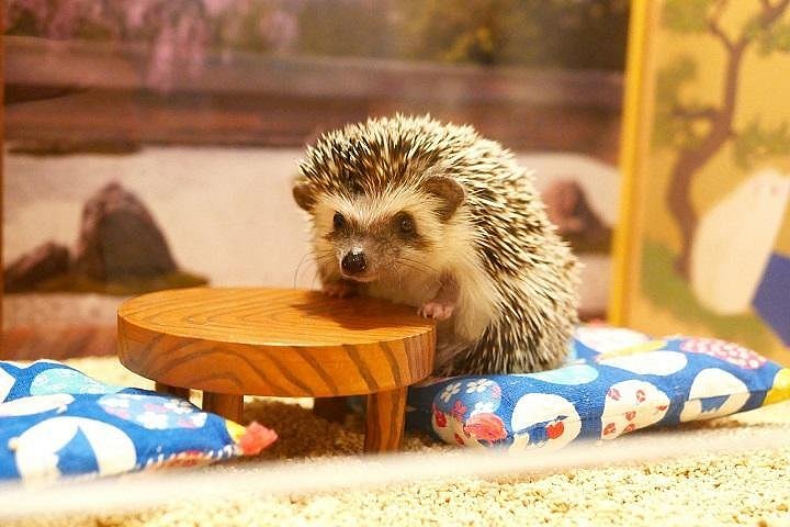 ChikuChiku Cafe. Hedgehog