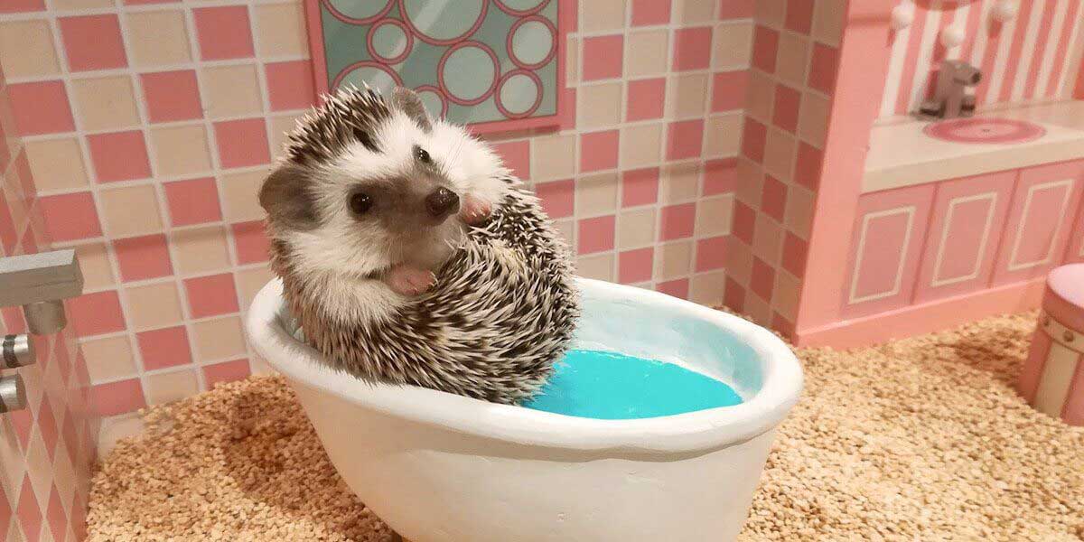 ChikuChiku Cafe. Hedgehog