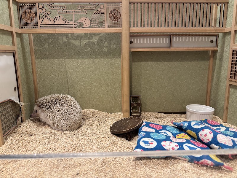 ChikuChiku Cafe. Hedgehog