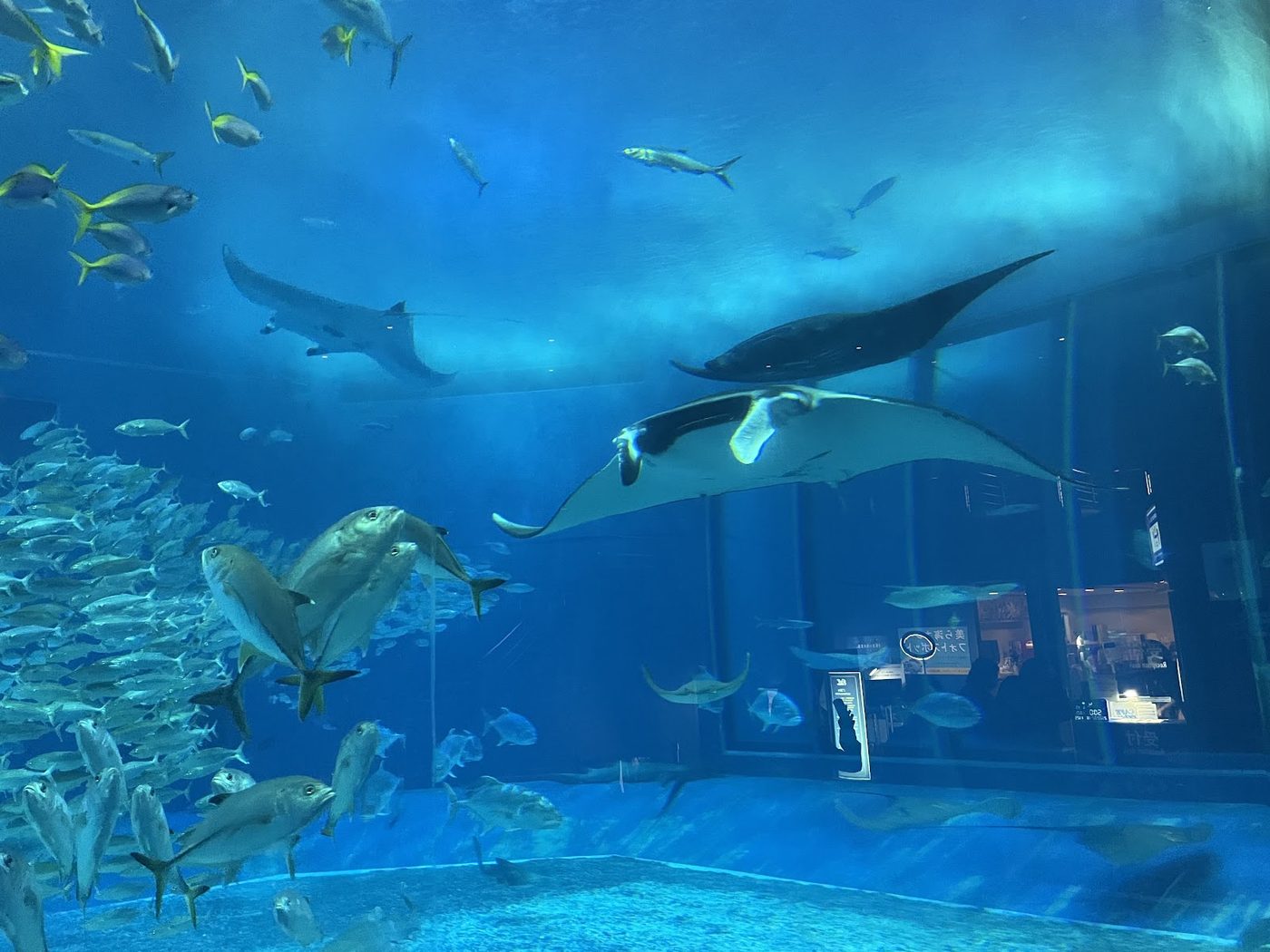 Churaumi Aquarium