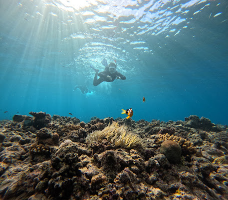 Coral Reef Snorkeling Tour