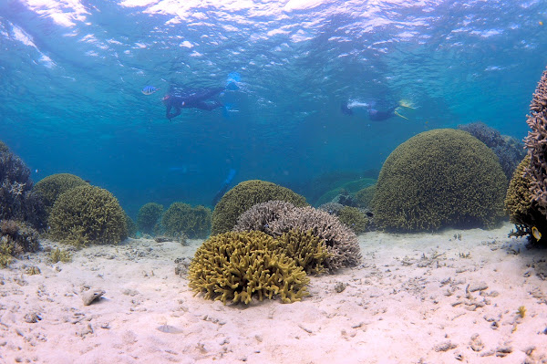 Coral Reef Snorkeling Tour