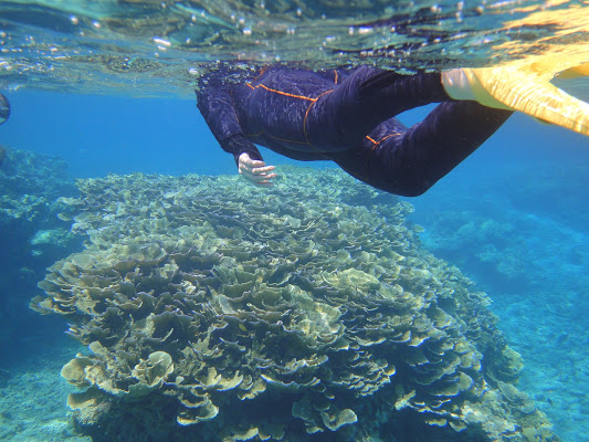 Coral Reef Snorkeling Tour