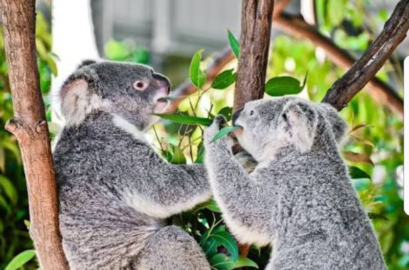 Currumbin Wildlife Sanctuary