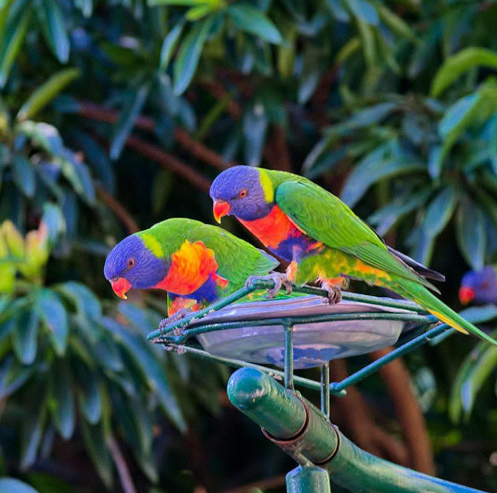 Currumbin Wildlife Sanctuary