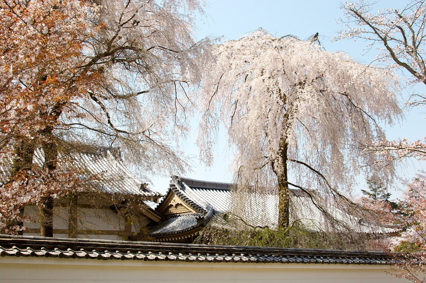Daigo-ji Temple (Cherry Blossom)